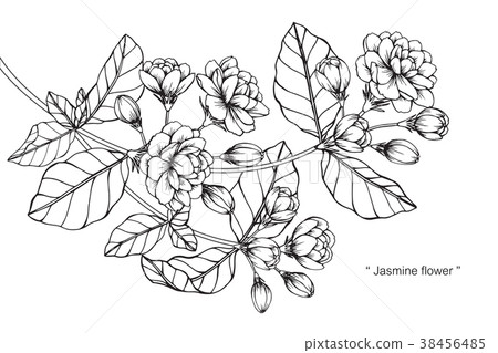  Jasmine Flower Drawing 