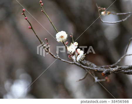 White plum blossom double-sided winter solstice paradise White plum blossom double-sided winter solstice paradise 38456566