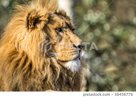 Close-up of male lion lying on a branch Close-up of male lion lying on a branch 38456778