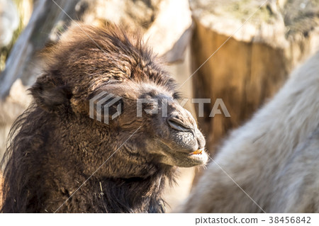 Close up of a camel chewing 38456842