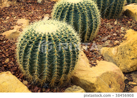 cactus in desert. domestic cactus closeup. 38456908