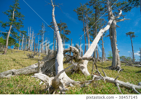 Odaigahara Dead tree and fallen tree Odaigahara Dead tree and fallen tree 38457145
