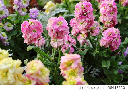 stock stock 38457330