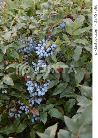 Berry Mahonia aquifolium 38457366