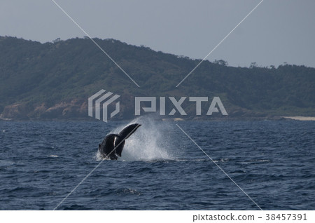 Okinawa Whale Watch 38457391