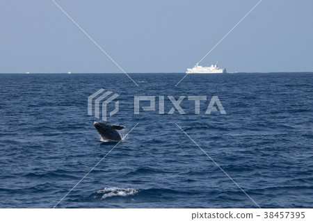 Okinawa Whale Watch Okinawa Whale Watch 38457395