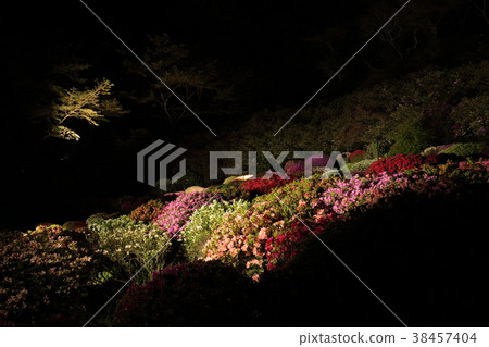 映山紅 38457404