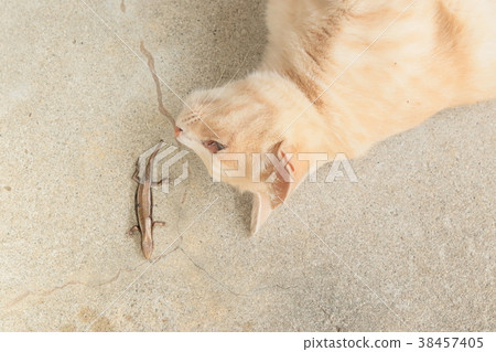 貓和蜥蜴 38457405