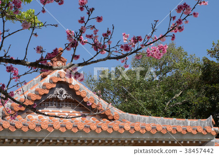 Shiinamiya 38457442
