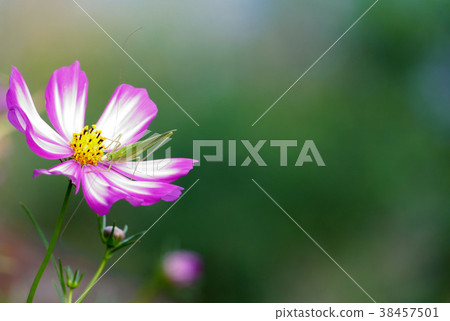 Cosmos Tori Girisu Cosmos Tori Girisu 38457501