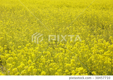 強姦開花 強姦開花 38457710