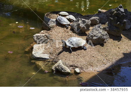 Turtle, Seoul Forest, Seongdong-gu, Seoul 38457935