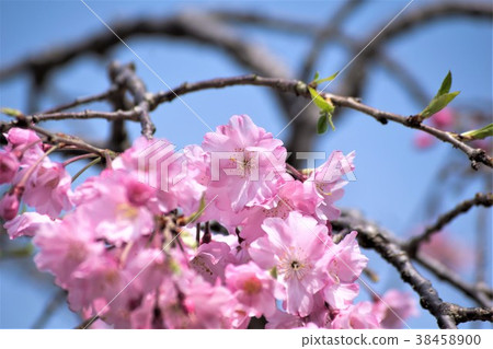 Spring 38458900