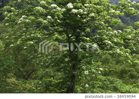 五月雪花飄-油桐樹開滿油桐花,花,花瓣,開花,植物,葉子,特別的 38459094