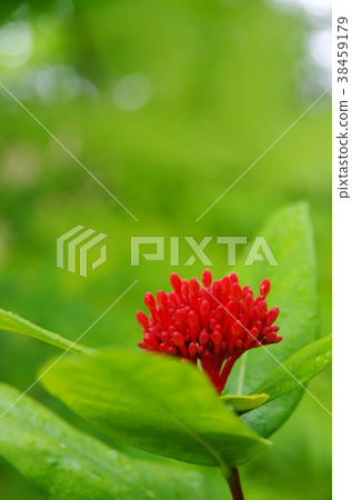 Santanka Santanka 38459179