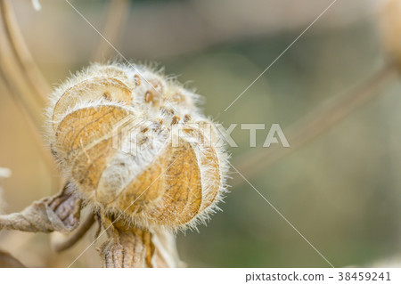 [Tokyo] Suifuyou 38459241