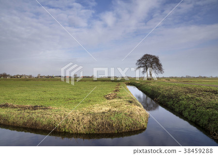 Tree in a wide landscape Tree in a wide landscape 38459288