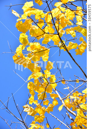Yellow leaf itaya maple autumn color autumn image 38459575