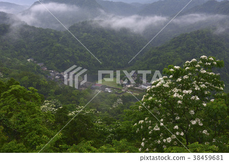 三貂嶺油桐花-四月雪,五月雪,雲霧,新北市,瑞芳區,三貂嶺車站,火車,鐵橋,平溪線,基隆河 38459681