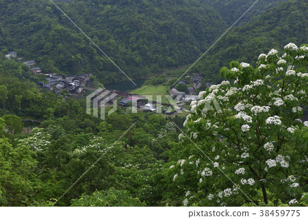 三貂嶺車站,火車,鐵道,鐵橋,平溪線,基隆河,河流,水,山,新北市,瑞芳區,油桐花,四月雪,五月雪 38459775