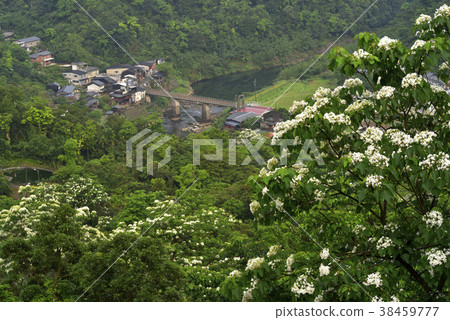 三貂嶺車站,火車,鐵道,鐵橋,平溪線,基隆河,河流,水,山,新北市,瑞芳區,油桐花,四月雪,五月雪 38459777