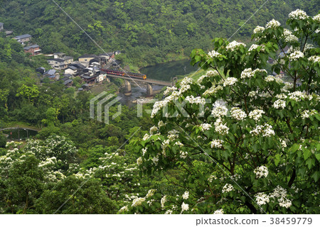 Sanchaling Station, Train, Railway, Iron Bridge, Pingxi Line, Keelung River, River, Water, Mountain, New Taipei City, Ruifang District, Tung Blossom Flower, April Snow, May Snow 38459779
