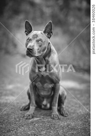 thai ridgeback dog outdoors 38460026
