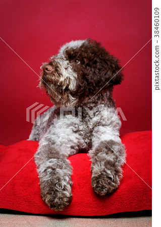 beautiful brown fluffy puppy beautiful brown fluffy puppy 38460109