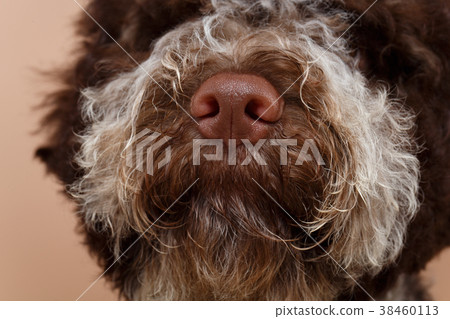 beautiful brown fluffy puppy beautiful brown fluffy puppy 38460113