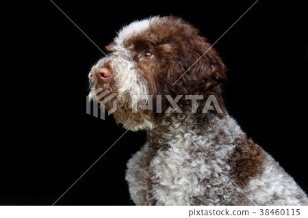 beautiful brown fluffy puppy beautiful brown fluffy puppy 38460115
