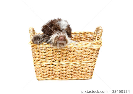 beautiful brown fluffy puppy beautiful brown fluffy puppy 38460124