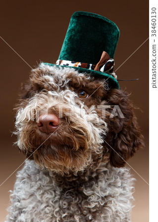 beautiful brown fluffy puppy beautiful brown fluffy puppy 38460130