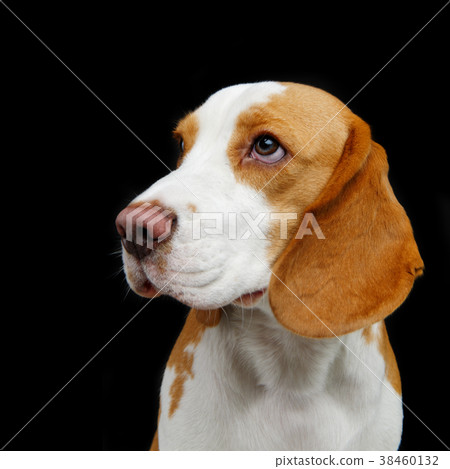 beautiful beagle dog beautiful beagle dog 38460132
