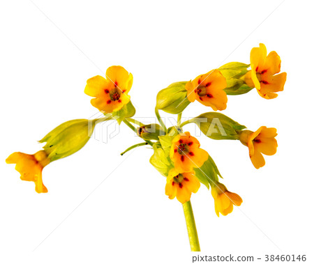 Beautiful daisy flowers isolated on background Beautiful daisy flowers isolated on background 38460146