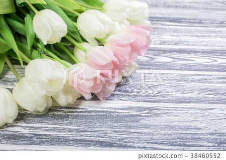 Pink and White Very Tender Tulips on White, Gray Pink and White Very Tender Tulips on White, Gray 38460552