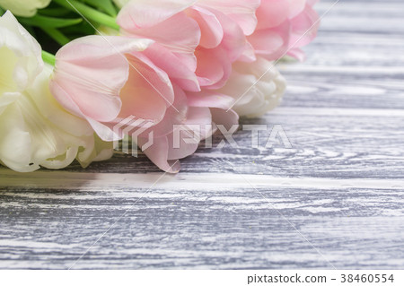 Pink and White Very Tender Tulips on White, Gray Pink and White Very Tender Tulips on White, Gray 38460554