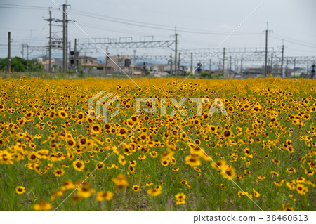 Yellow flower 38460613