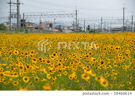 黃花 38460614