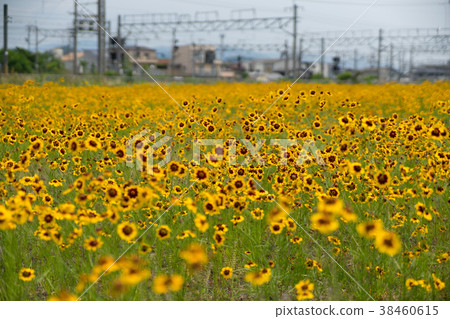 Yellow flower Yellow flower 38460615