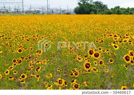 Yellow flower 38460617