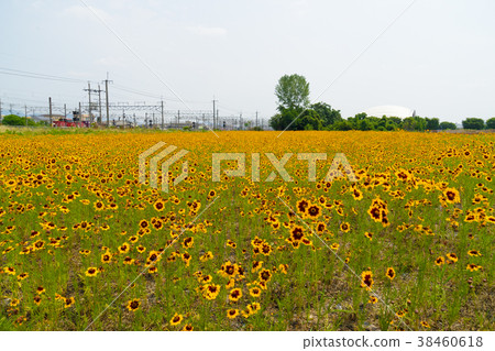 黃花 黃花 38460618