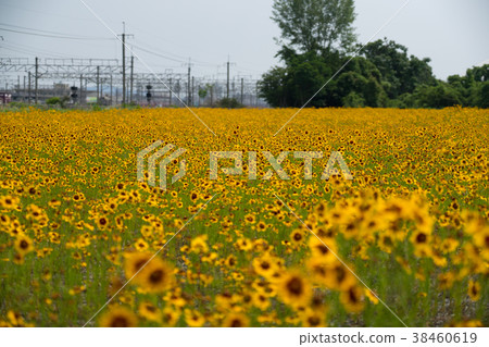 黃花 38460619