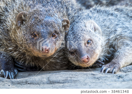 Close-up of relxaning otter 38461348