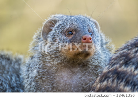 Close-up of relxaning otter 38461356