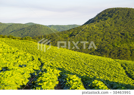 Mabongsan, Taebaeksi, Gangwon-do Mabongsan, Taebaeksi, Gangwon-do 38463991