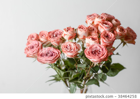 Flower branch rose, Buds, close-up. Powdery pink Flower branch rose, Buds, close-up. Powdery pink 38464258