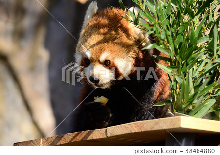 Lesser pandas and little bear cats eating Lesser pandas and little bear cats eating 38464880