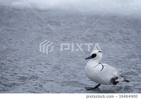 Miko Aisa on ice 38464900