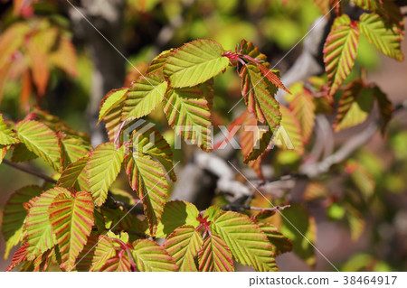 Young leaves of Akashide Young leaves of Akashide 38464917