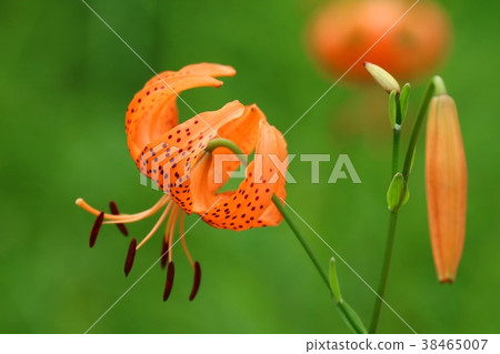 Close-up of Lily flower 38465007